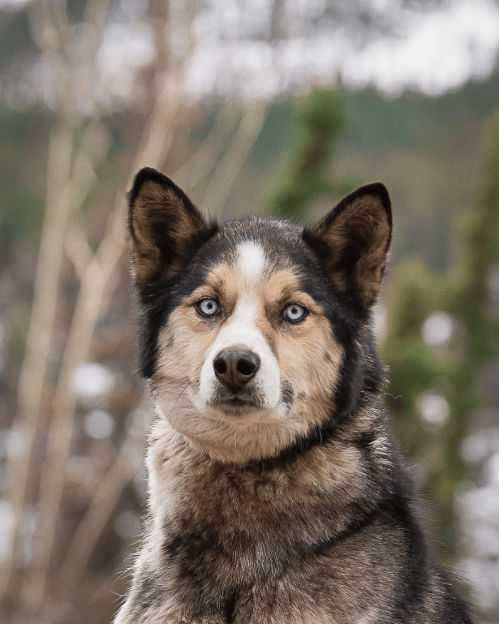 Sled Dog of Denali 