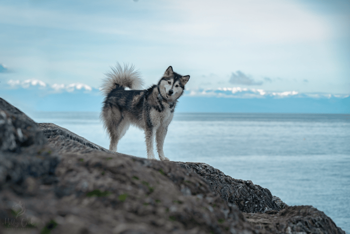Malamute in the PNW