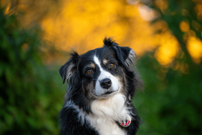 Dog During Autumn