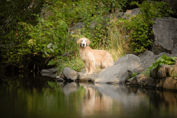Golden retriever at Multnomah Falls