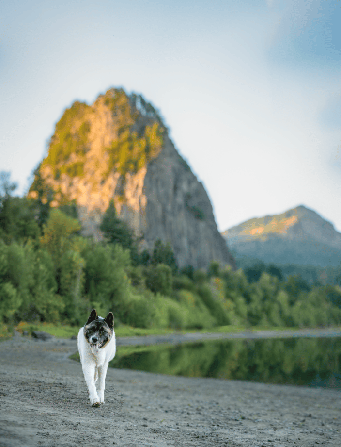 Akita at Beacon Rock, Oregon