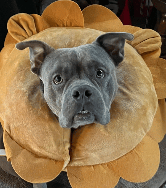 Dog Training Quincy Massachusetts