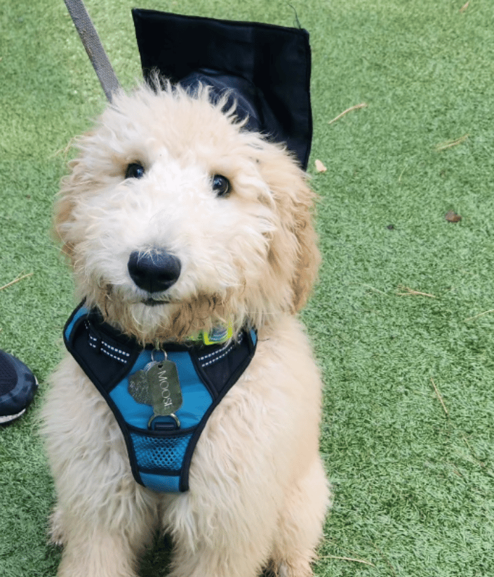 Julia King Dog Trainer Newtown CT