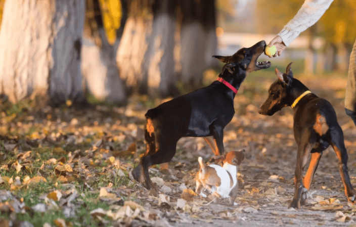 Dog Training Fort Myers Florida