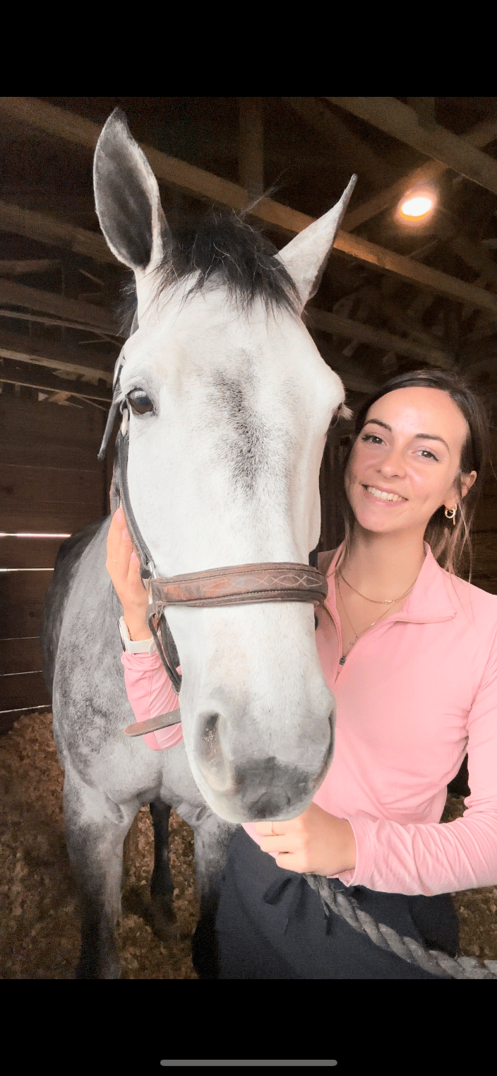 Equine patient 