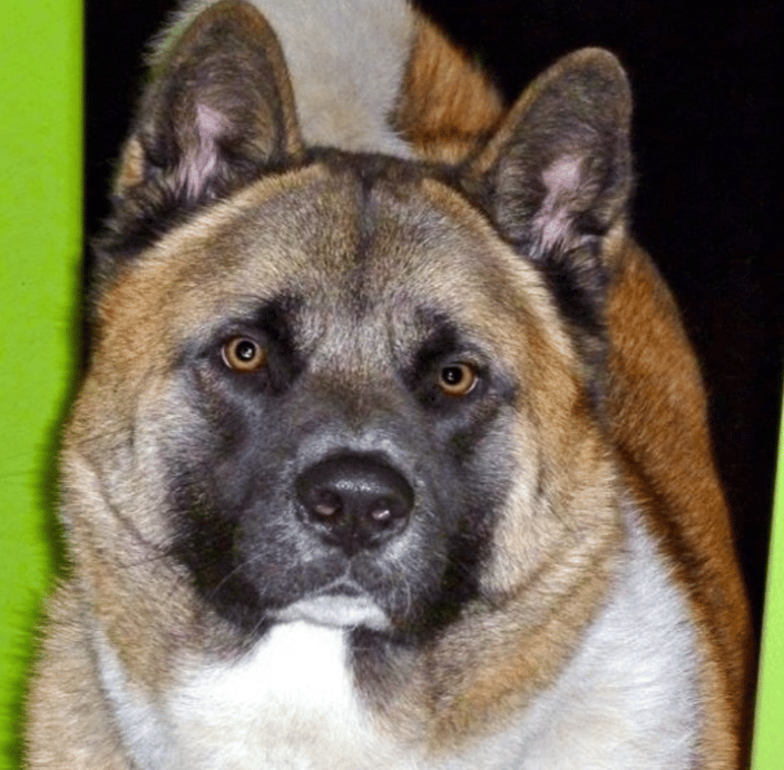In Home Pet Sitter Los Angeles CA