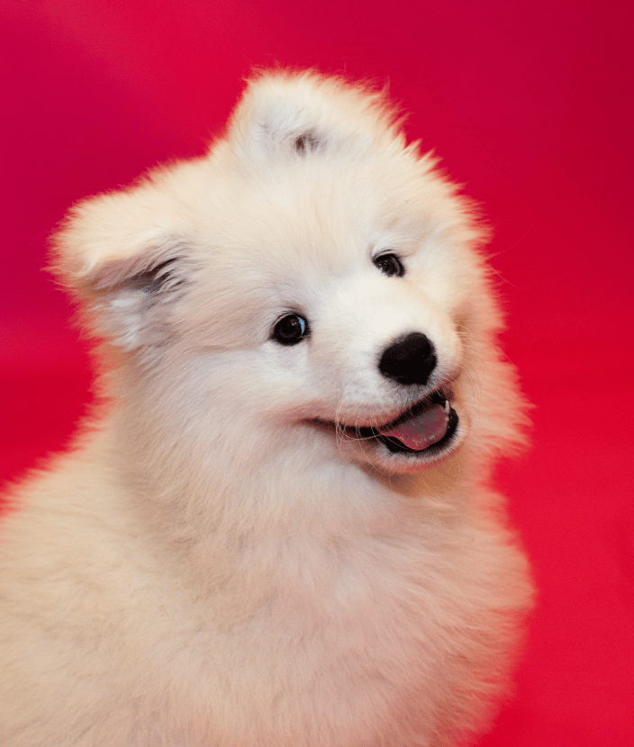 9 week Samyoed puppy