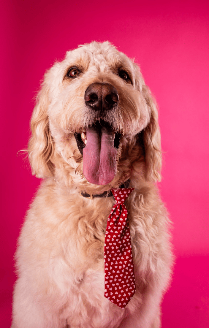 Goodendoodle with tie