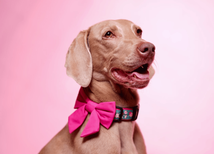 Weimaraner with bow