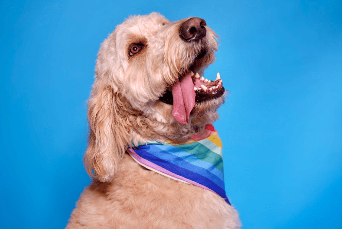 Smiling dog