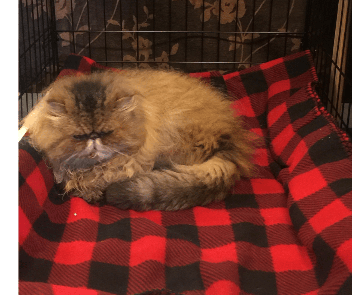 Ms. Angelina laying comfortably in a crate