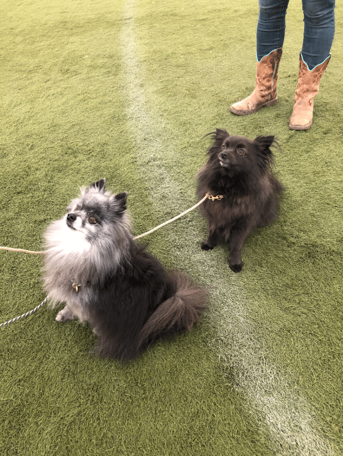 Two poms walking in a pet space