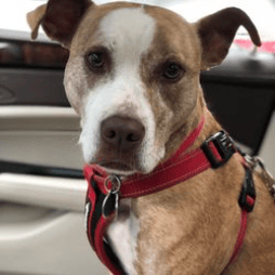 Ms. Lexi riding in the car.