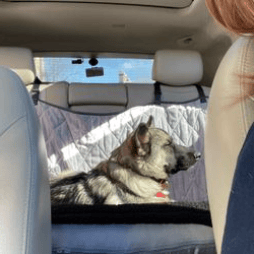 Cinder riding in the back seat.