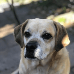 Melmin (Puggle).