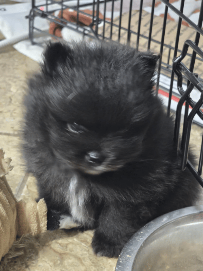 Pomeranian puppy