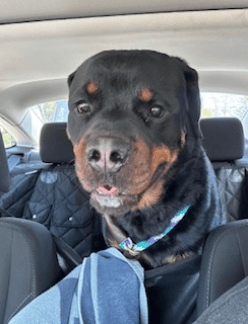 Rocco the Rottie - Transport to Rockford IL