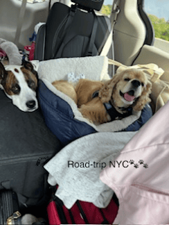 LimaBean and Maximus the Great - Back to NYC Transport