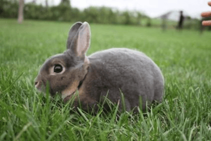 Bunny Transport from IN - Rockford IL