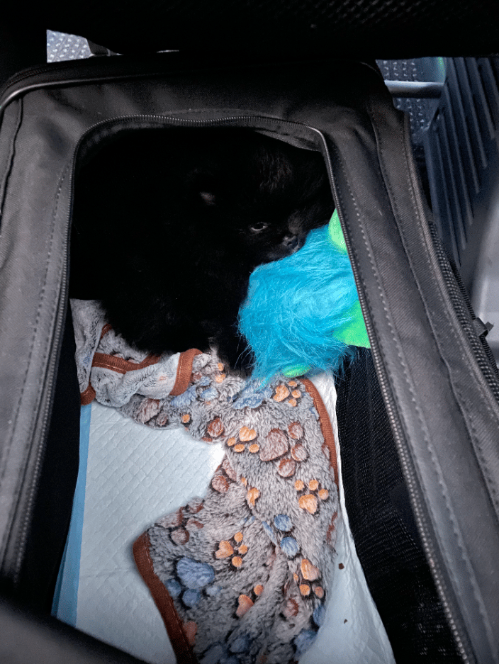 Little Pomeranian boy went on his first flight today!!!