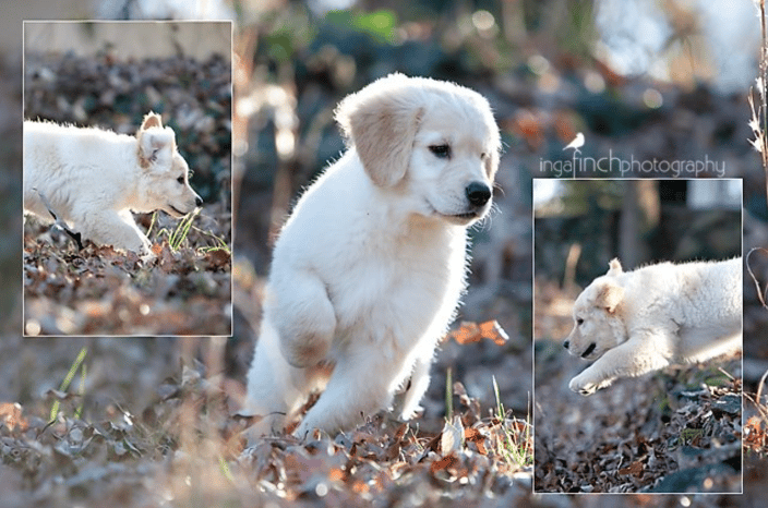 Puppy Portrait Session