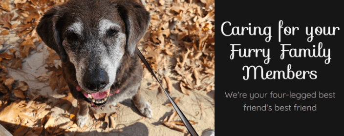 In Home Pet Sitting King George VA