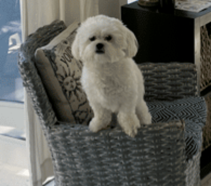 Pet Psychic Hollywood Florida