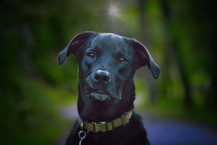 Black Lab