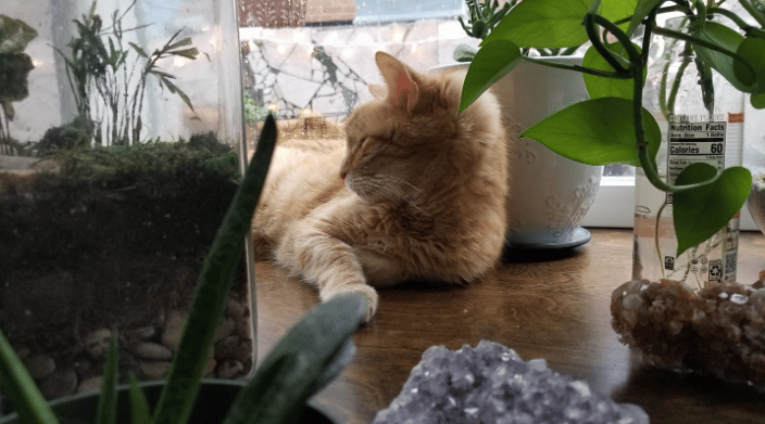 Pet Sitting Philadelphia PA