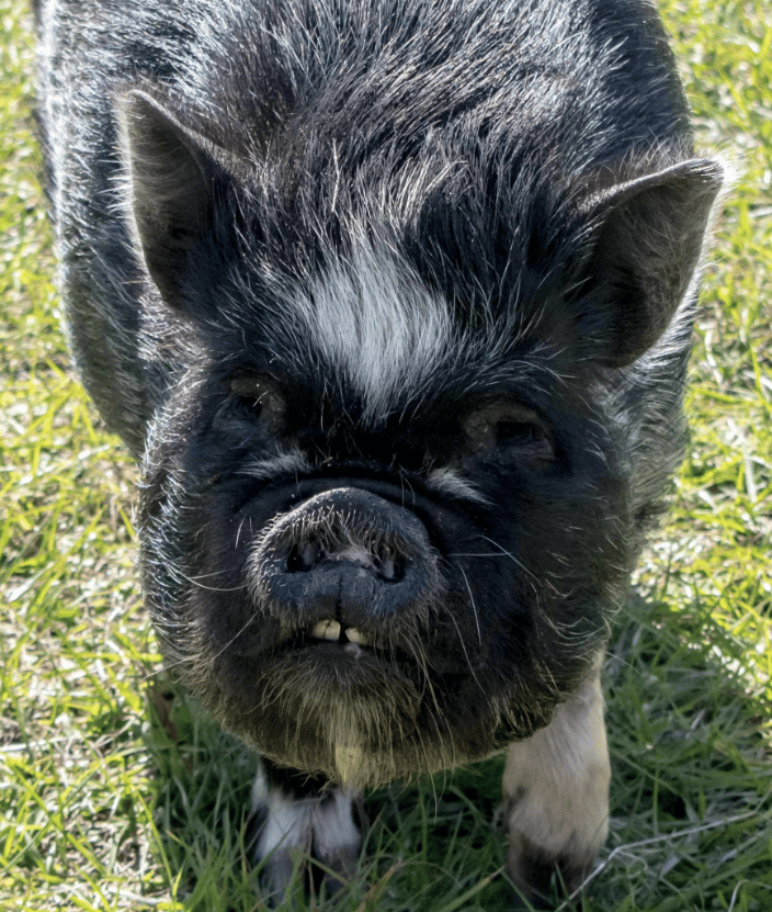 Peppa Sherman
