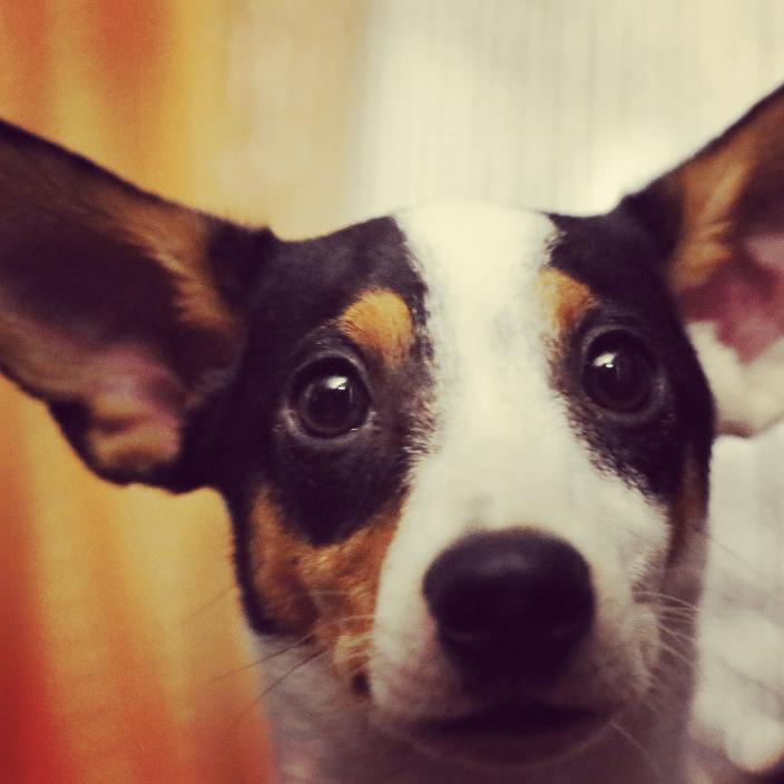 Louie