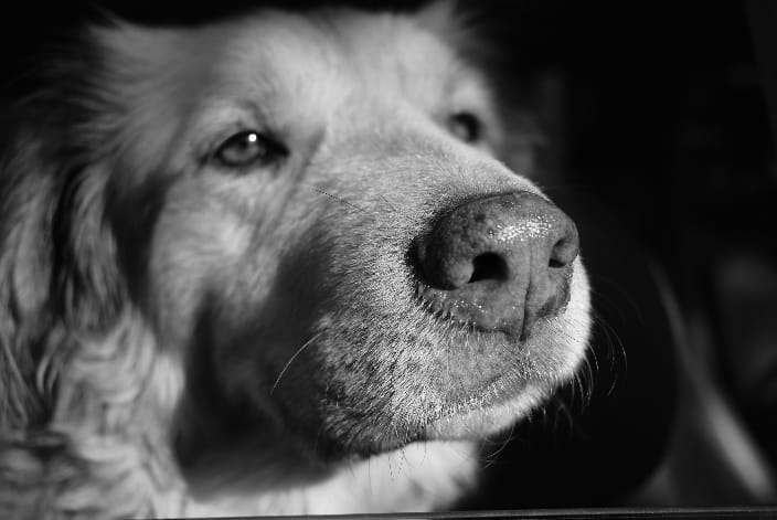 Leo the dogg