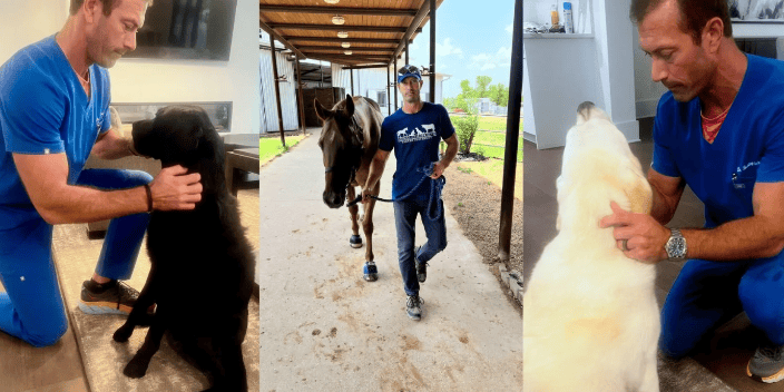 Animal Chiro Tampa FL