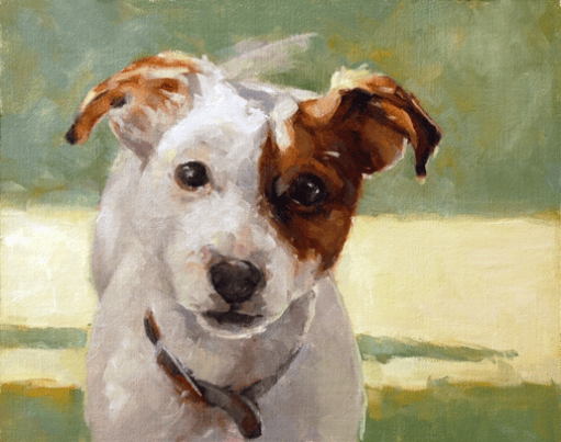 Portrait of Jack Russell Terrier
