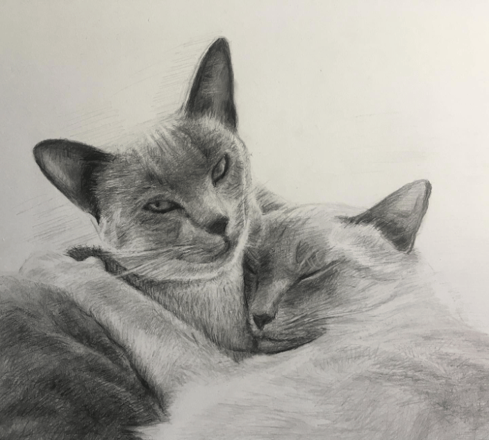 graphite drawing, cats 