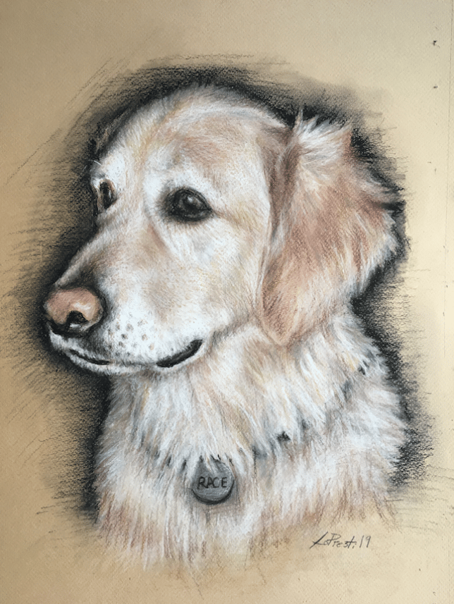 Golden Retriever, pastel