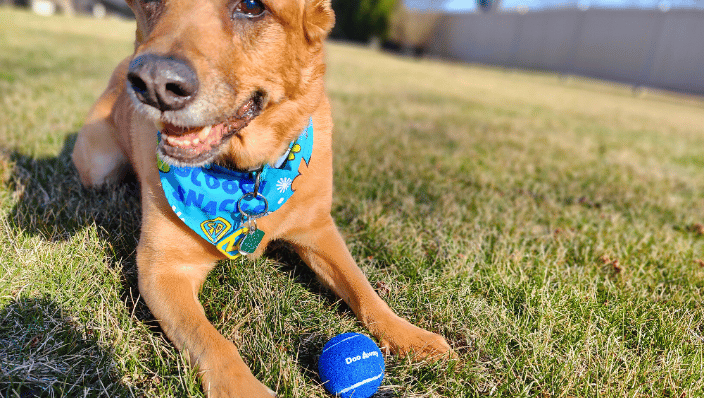 Friendly dog with a Doo Away tennis ball