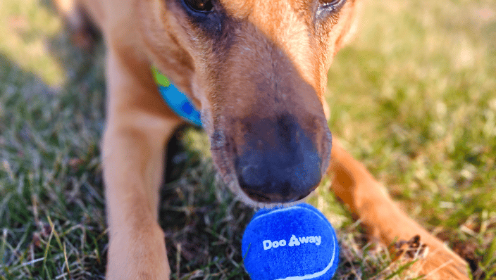 Friendly dog with a Doo Away tennis ball
