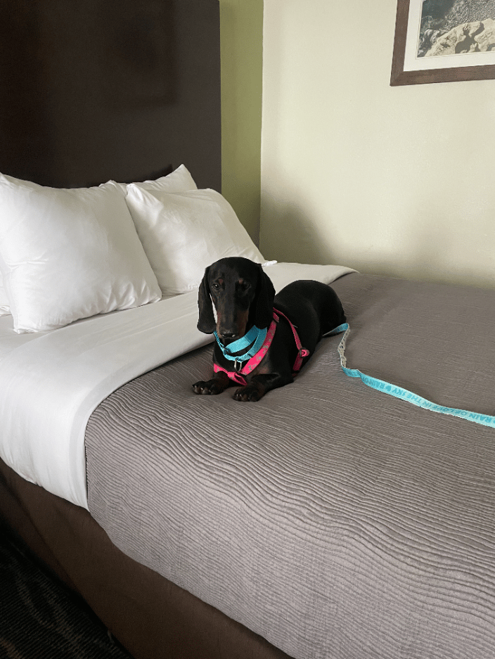 Oso relaxing on the bed after a very long day of traveling.