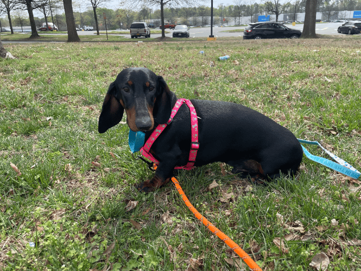 Oso taking a potty break. This guy flew from Milan, Italy to JFK in NY. I picked him up in Long Island, NY and drove with him to Alabama. He was the bestest boy!!  