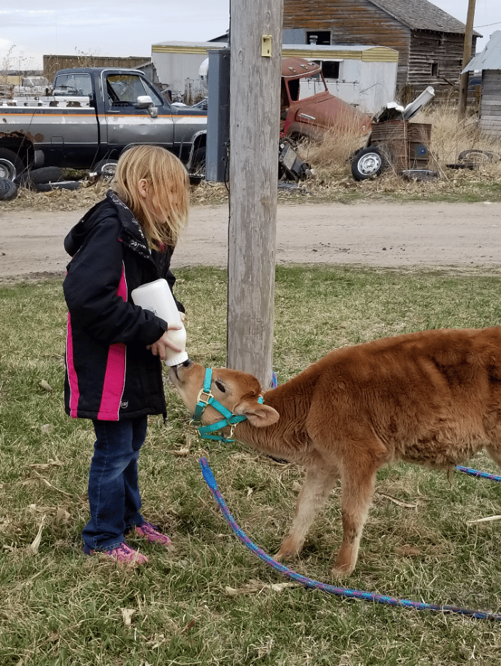 From when I was little I was feeding my first calf 