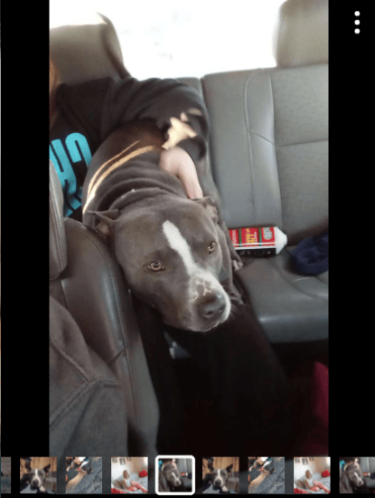 my uncles dog Mia shes is a pitbull but super friendly 