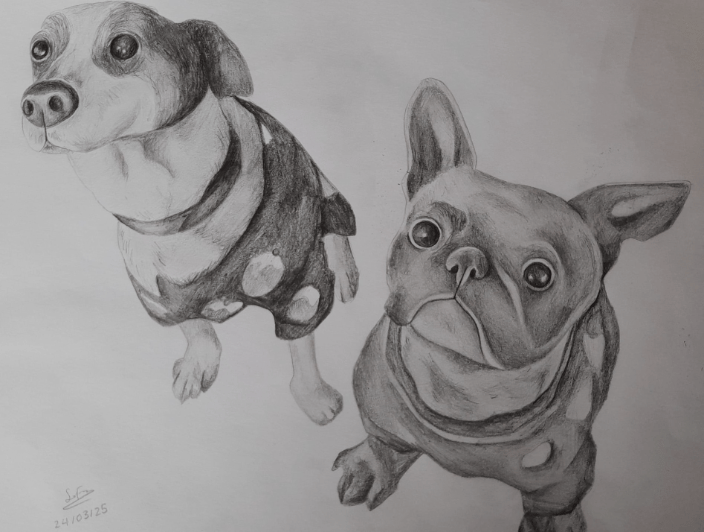 Graphite pet portrait commission of a Frenchie & a Jack Russell