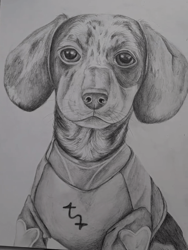 Graphite portrait of a beautiful dachshund puppy. 