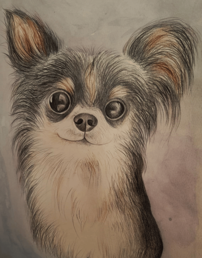 Colour pencil commission of a chihuahua.