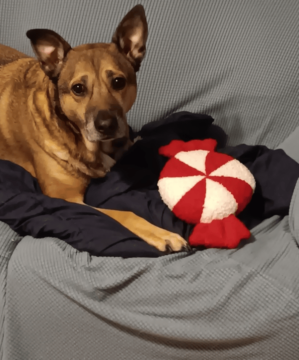 Animal Reiki Amesbury MA