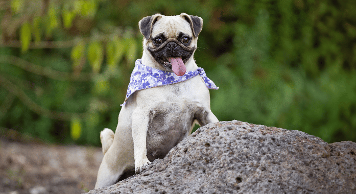 Pretty pug