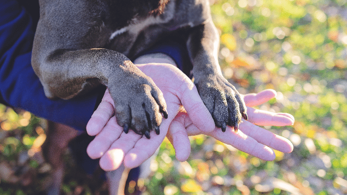 Dog and human connection.