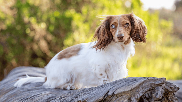 Beautiful dachshund