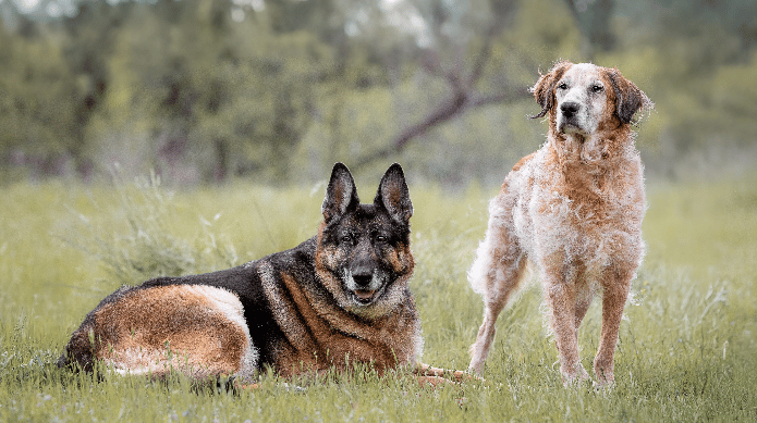 GSD and cattle dog mix